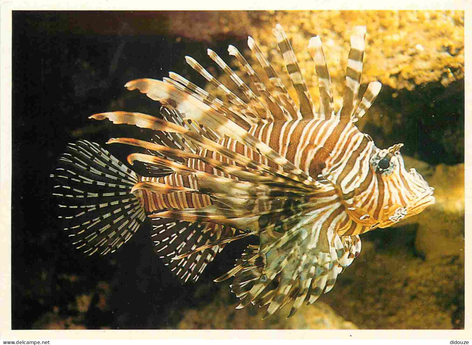 Animaux - Poissons - Aquarium De La Rochelle - 21 - Rascasse Volante - Lion Fish - CPM - Voir Scans Recto-Verso - Vissen & Schaaldieren