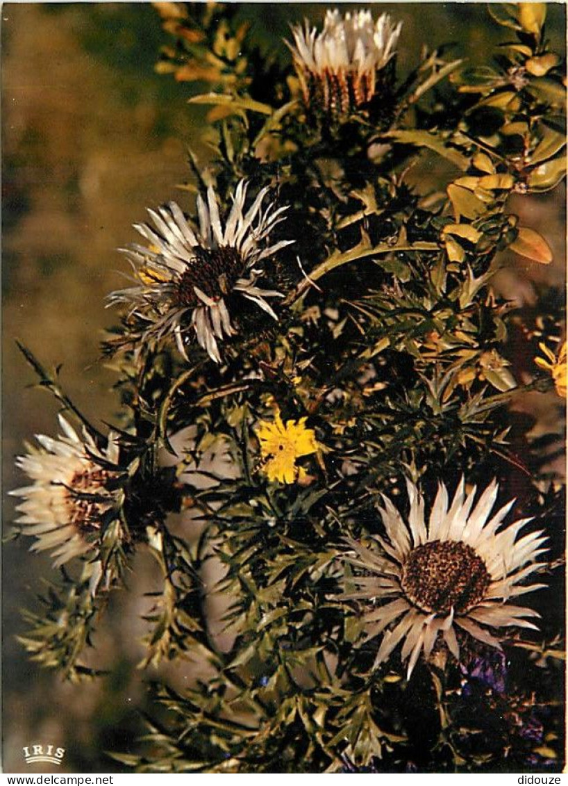 Fleurs - CPM - Voir Scans Recto-Verso - Flowers