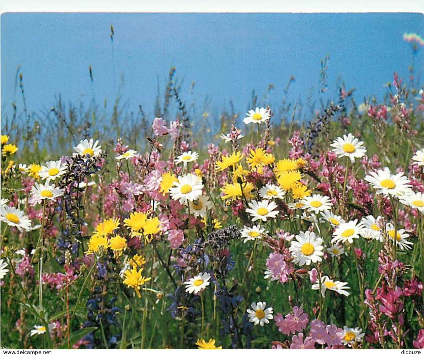 Fleurs - CPM - Voir Scans Recto-Verso - Blumen