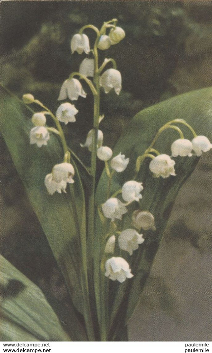 CPA  PHOTO    EDITIONS ART    BA 26   LE MUGUET - Fleurs