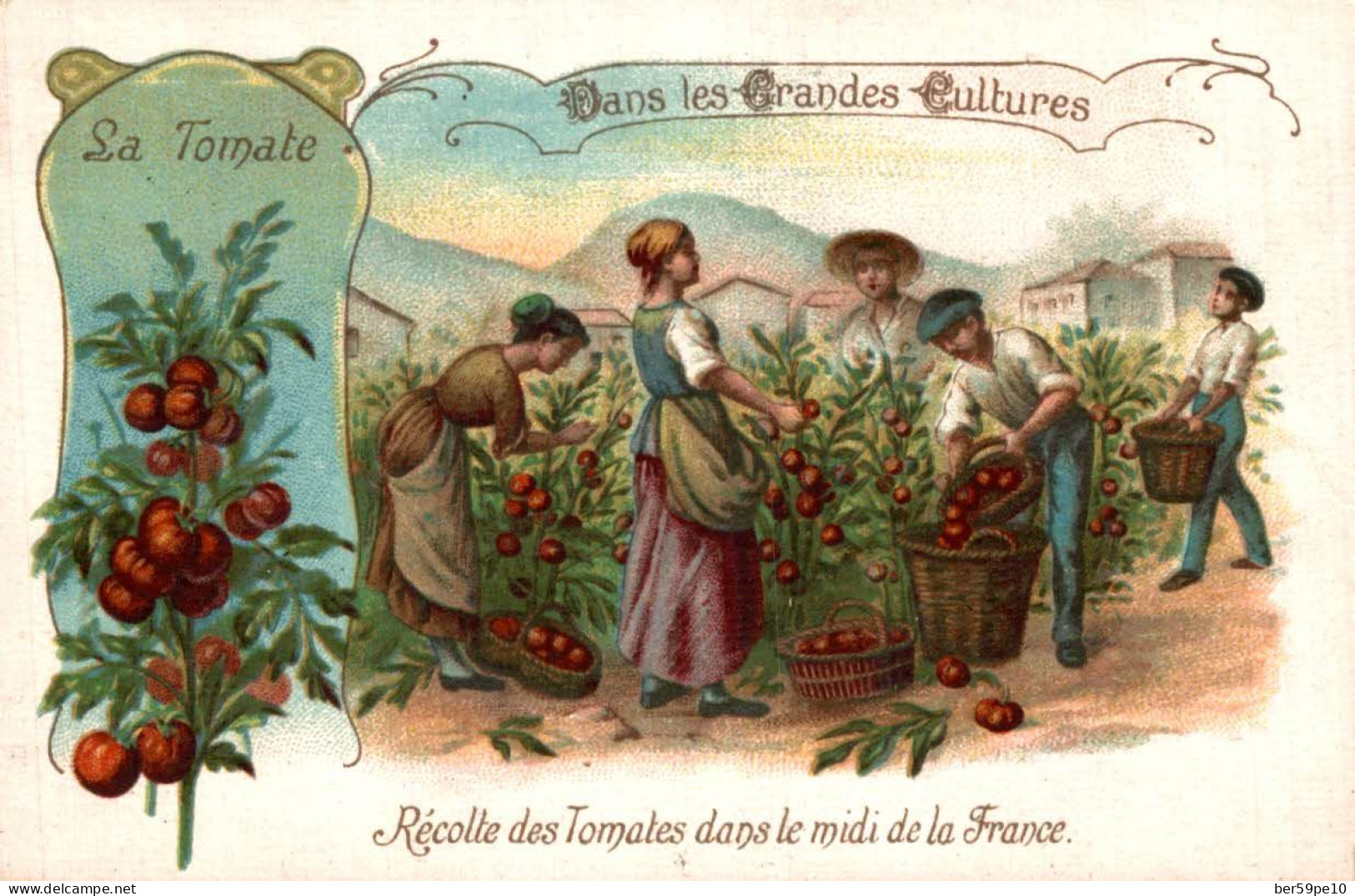 CHROMO DANS LES GRANDES CULTURES LA TOMATE RECOLTE DES TOMATES DANS LE MIDI DE LA FRANCE - Otros & Sin Clasificación