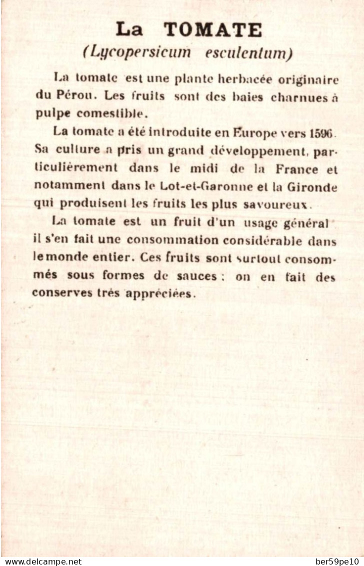 CHROMO DANS LES GRANDES CULTURES LA TOMATE RECOLTE DES TOMATES DANS LE MIDI DE LA FRANCE - Otros & Sin Clasificación