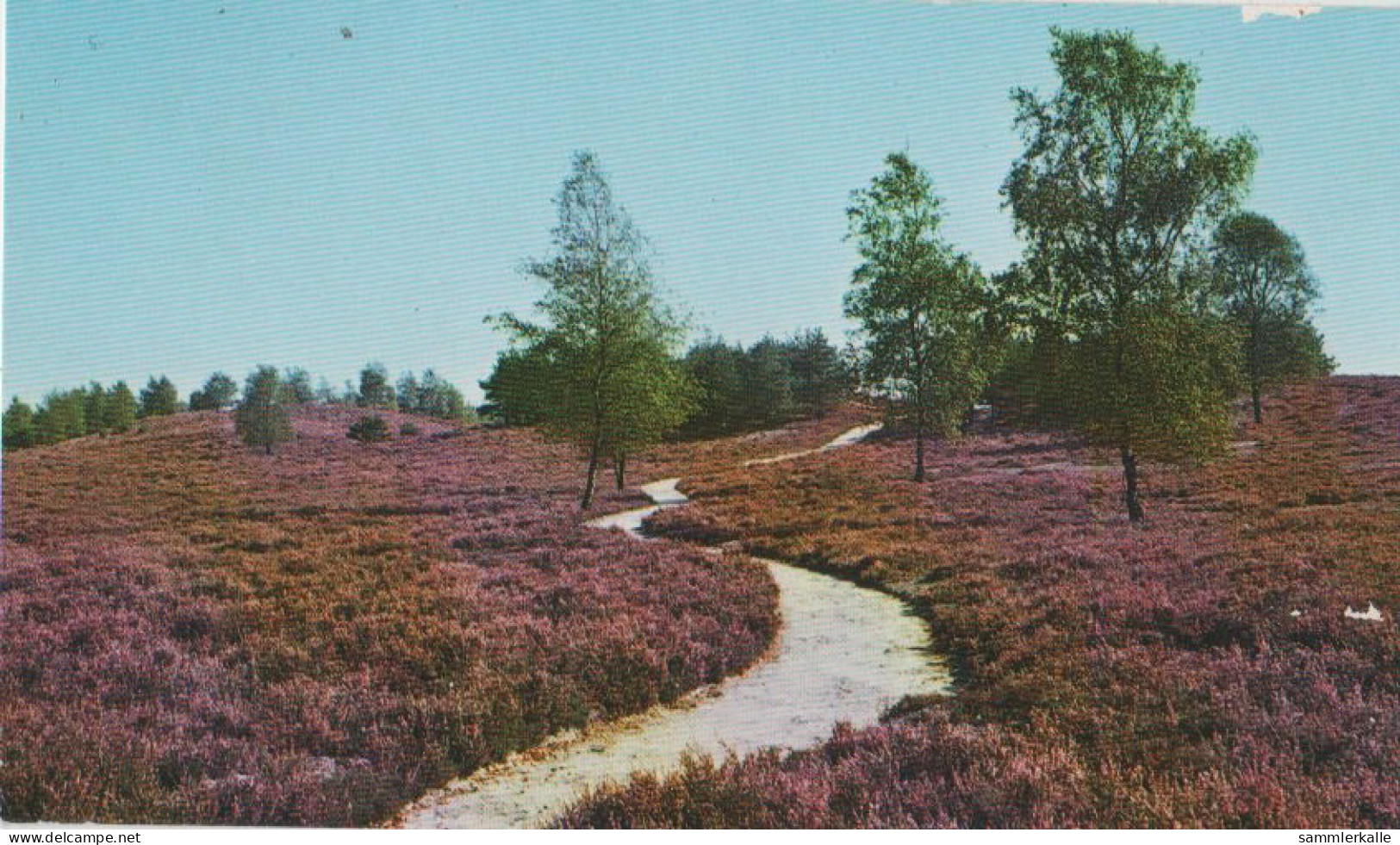 29073 - Lüneburger Heide - Ca. 1980 - Lüneburger Heide
