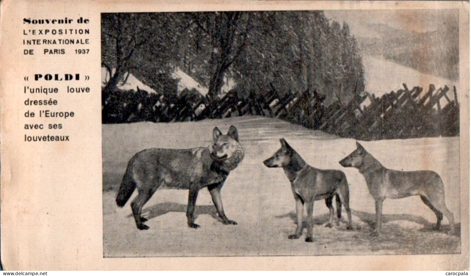 Carte Exposition Internationale De Paris 1937 : "Poldi"  Dressée En Chien Policier : Louve Avec Ses Louveteaux - Autres & Non Classés