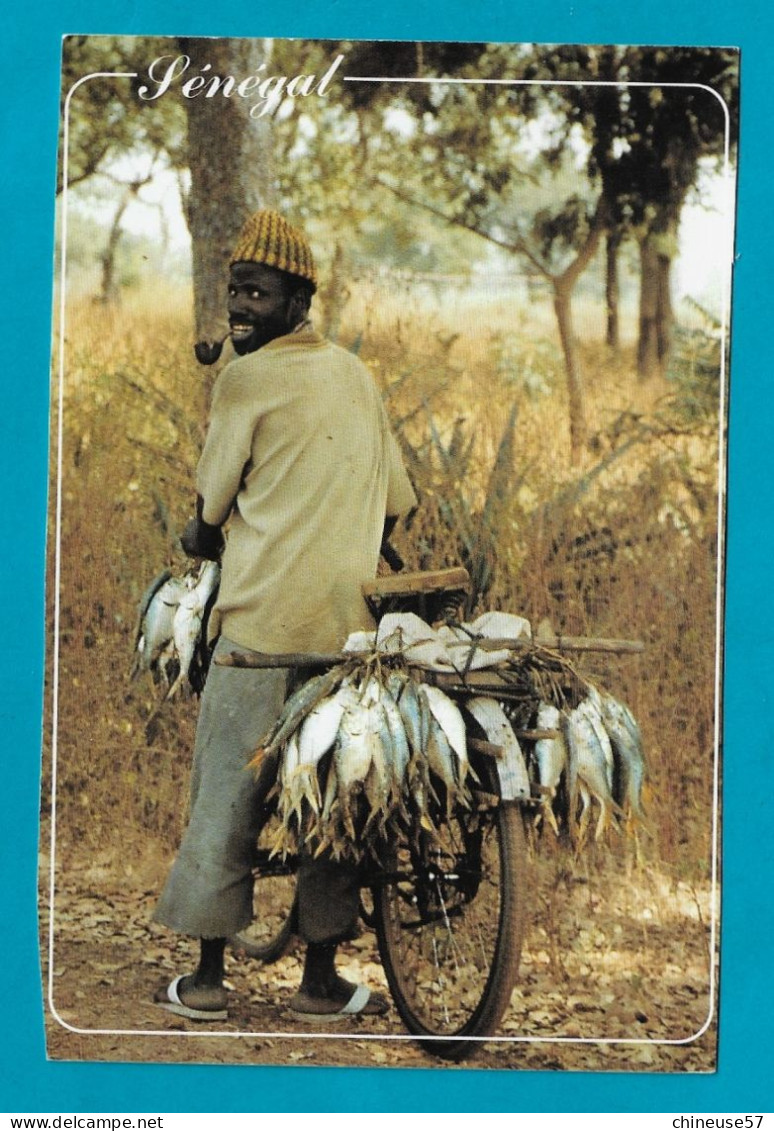 Sénégal Transport à Vélo Du Poisson En Casamance - Sénégal