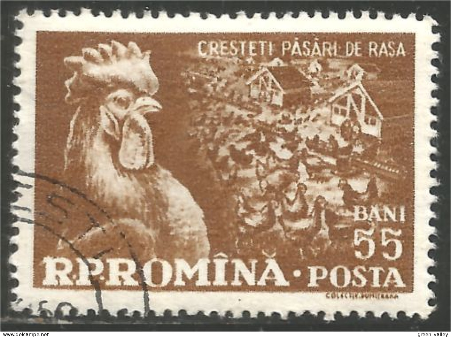 766 Roumanie Coq Rooster Hahn Haan Gallo Poule Hen Huhn (ROU-290) - Hoendervogels & Fazanten