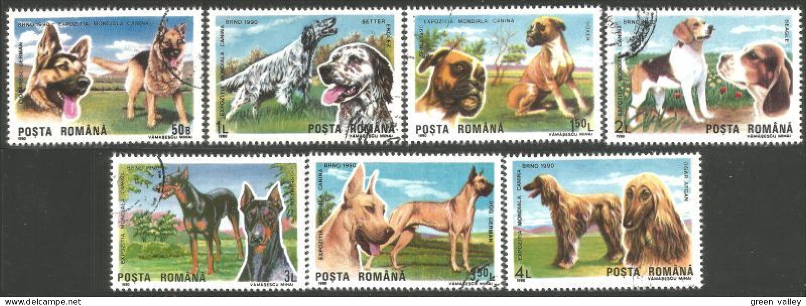 766 Roumanie Shepherd Boxer Beagle Dane Danois Afghan Doberman Pinscher Setter (ROU-248) - Perros