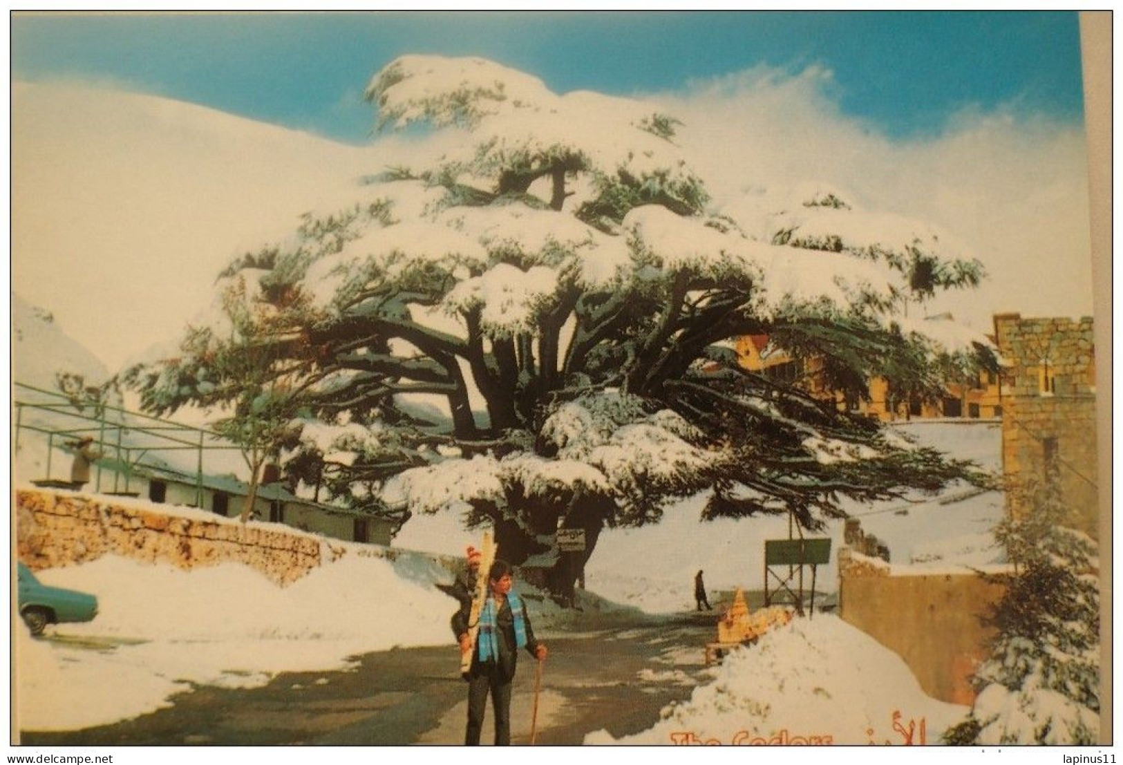 Postcard Postal Cards LEBANON CEDAR TREE - Libanon