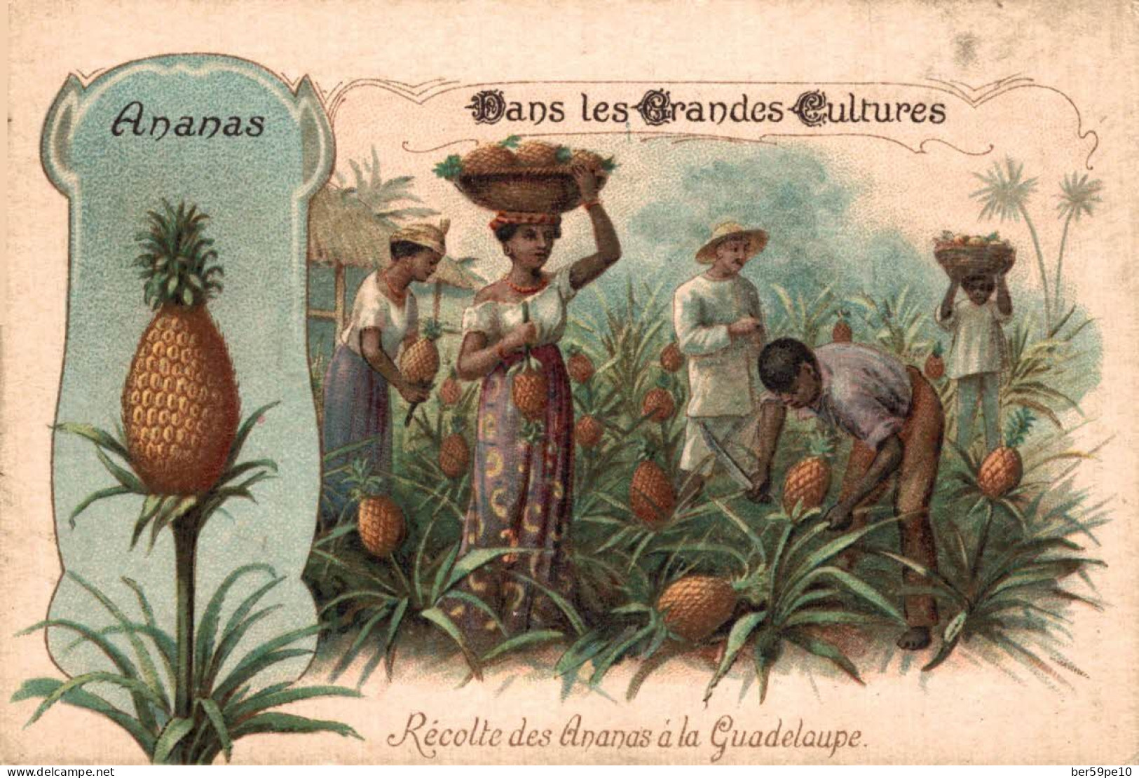 CHROMO CHICOREE EXTRA A LA BELLE JARDINIERE BERIOT DANS LES GRANDES CULTURES L'ANANAS RECOLTE DES ANANAS A LA GUADELOUPE - Tea & Coffee Manufacturers