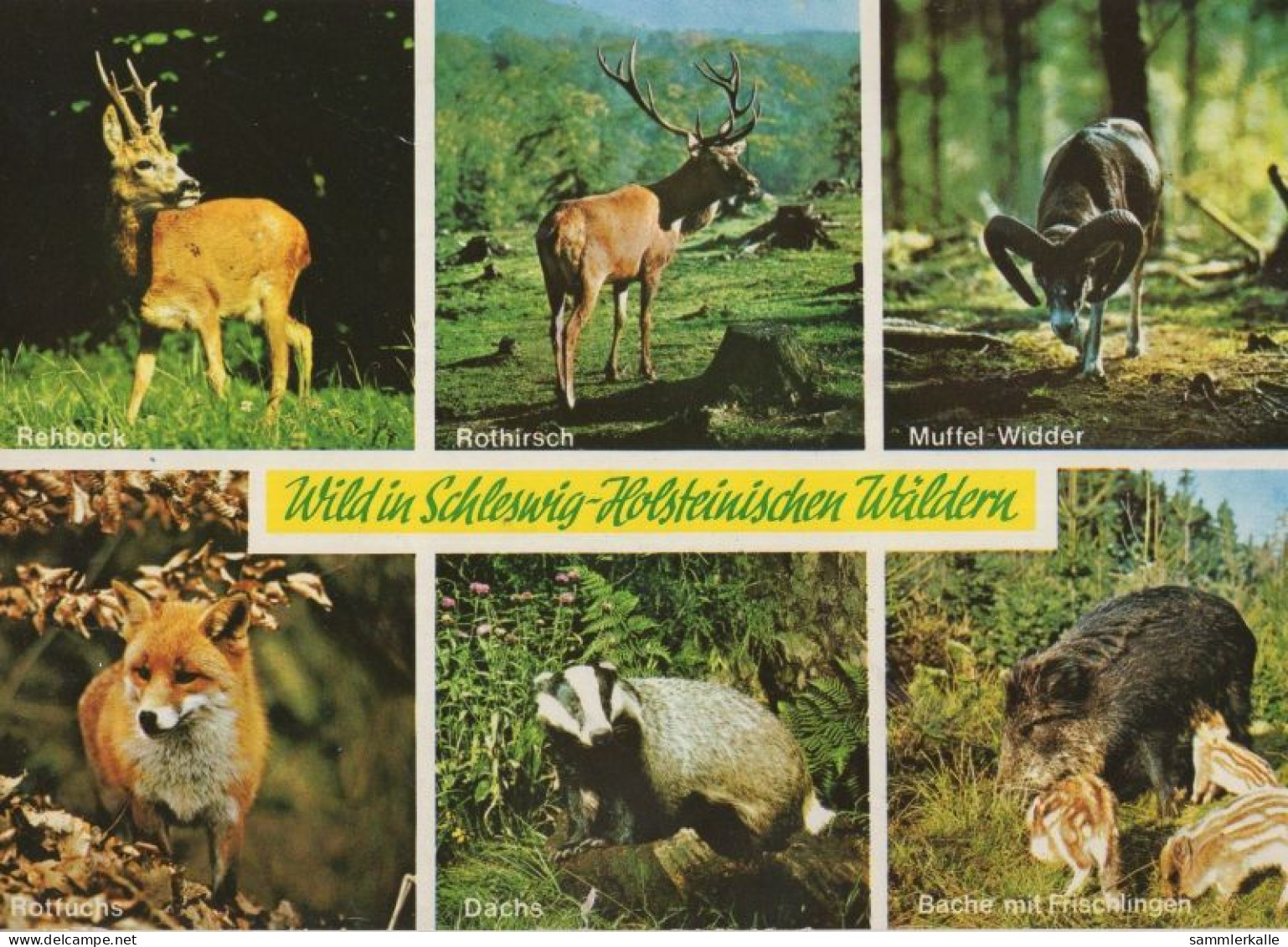 133017 - Schleswig-Holstein - Wild In Den Wäldern - Sonstige & Ohne Zuordnung