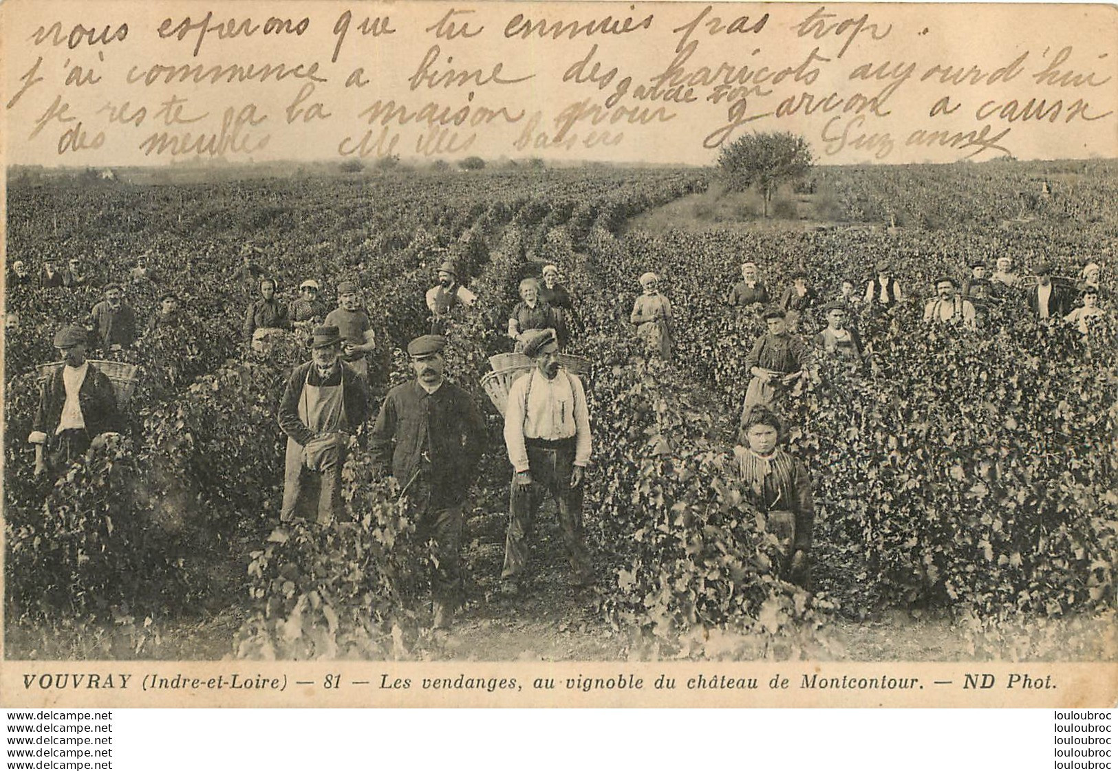 VOUVRAY LES VENDANGES - Vignes