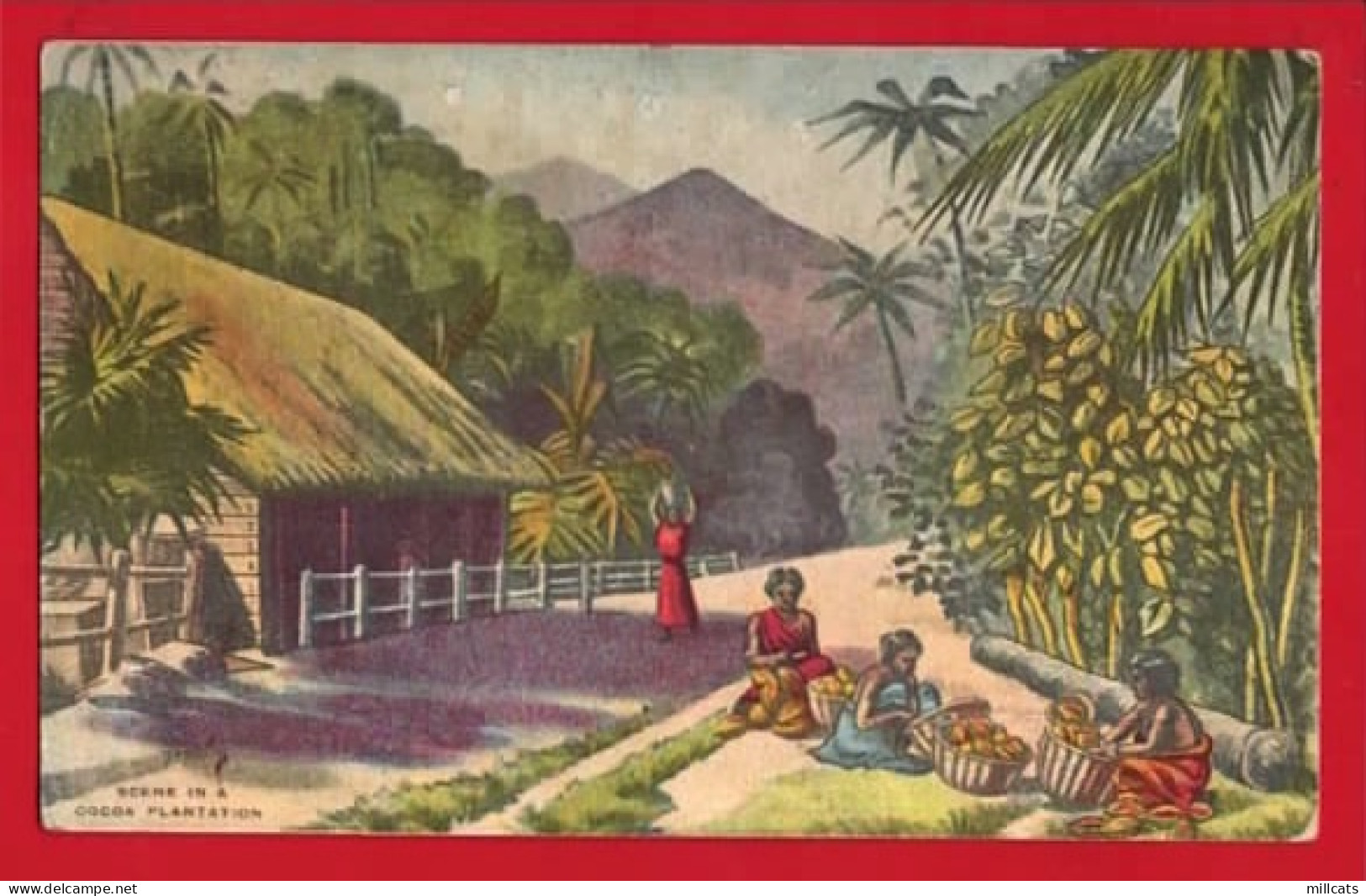 A COCOA PLANTATION BROMA  LUTO ADVERT  - Autres & Non Classés