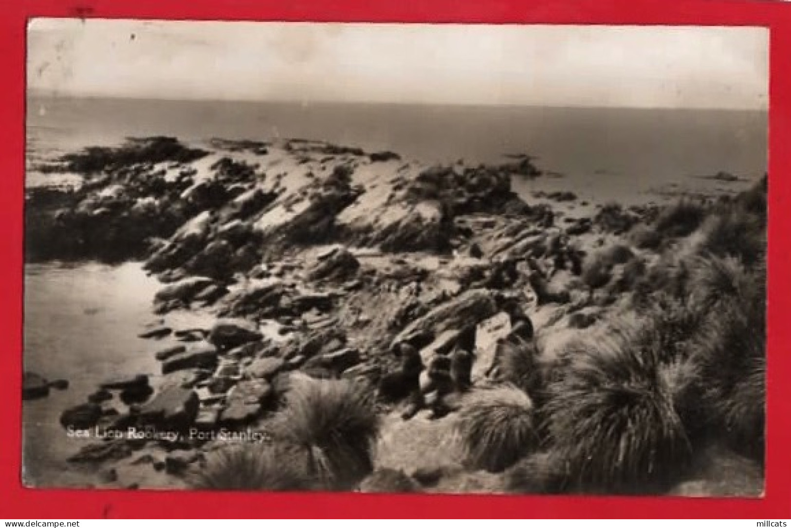 FALKLAND ISLANDS  PORT STANLEY  SEA LION ROOKERY  RP - World