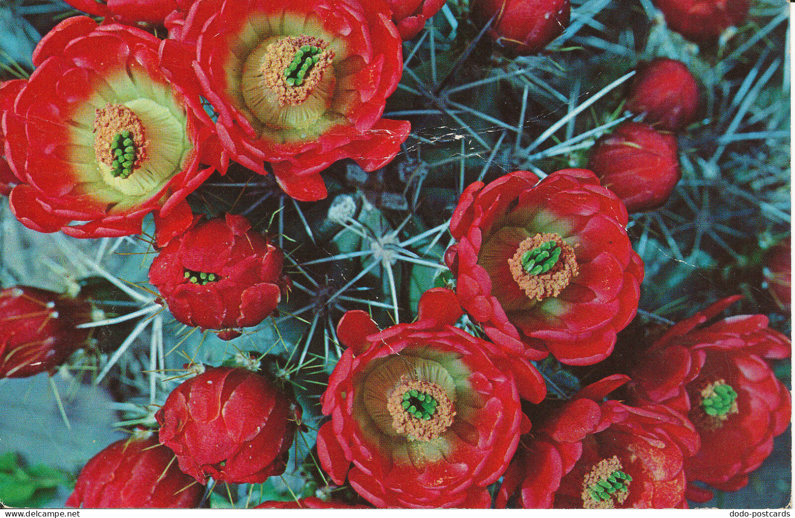 PC38103 Claret Cup. Cactus Blossoms. Walcott. 1971. B. Hopkins - World