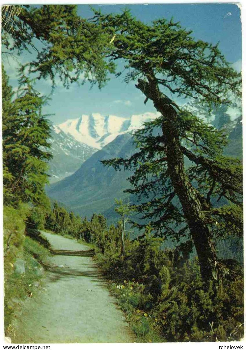 (99). Suisse. Grisons. Sommerabend Im ROSEGTAL Piz Roseg U. Glüschaint & Flohenweg & Piz Palu Bellavista Glacier - Other & Unclassified