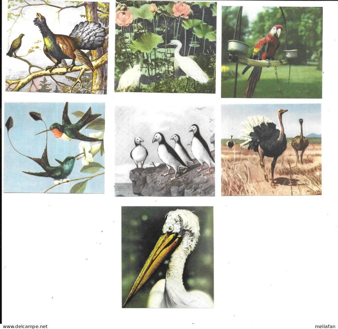 DW42 - IMAGES FAMILIA - OISEAUX - Other & Unclassified