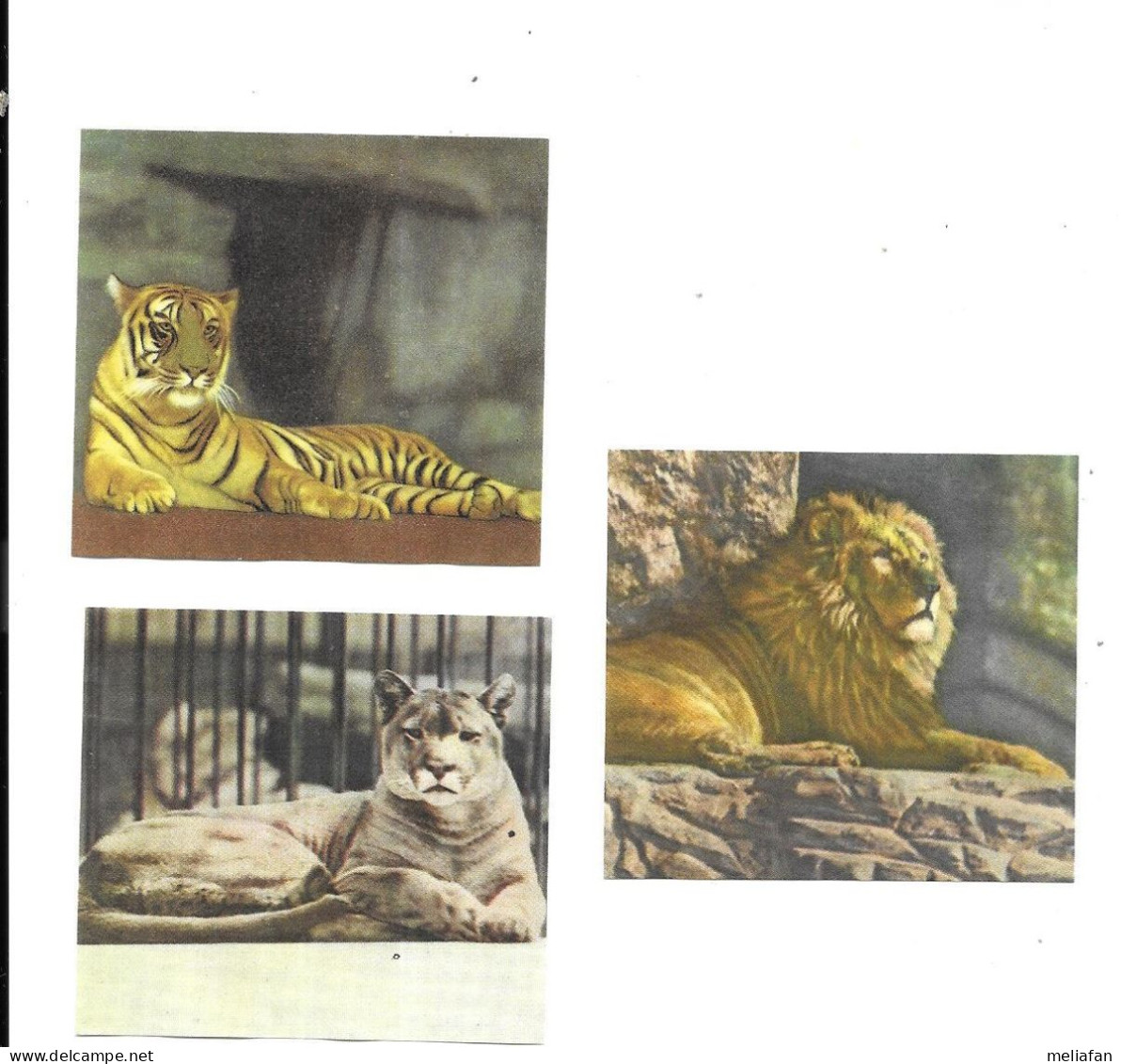 DW40 - IMAGES FAMILIA - LIONS - Other & Unclassified