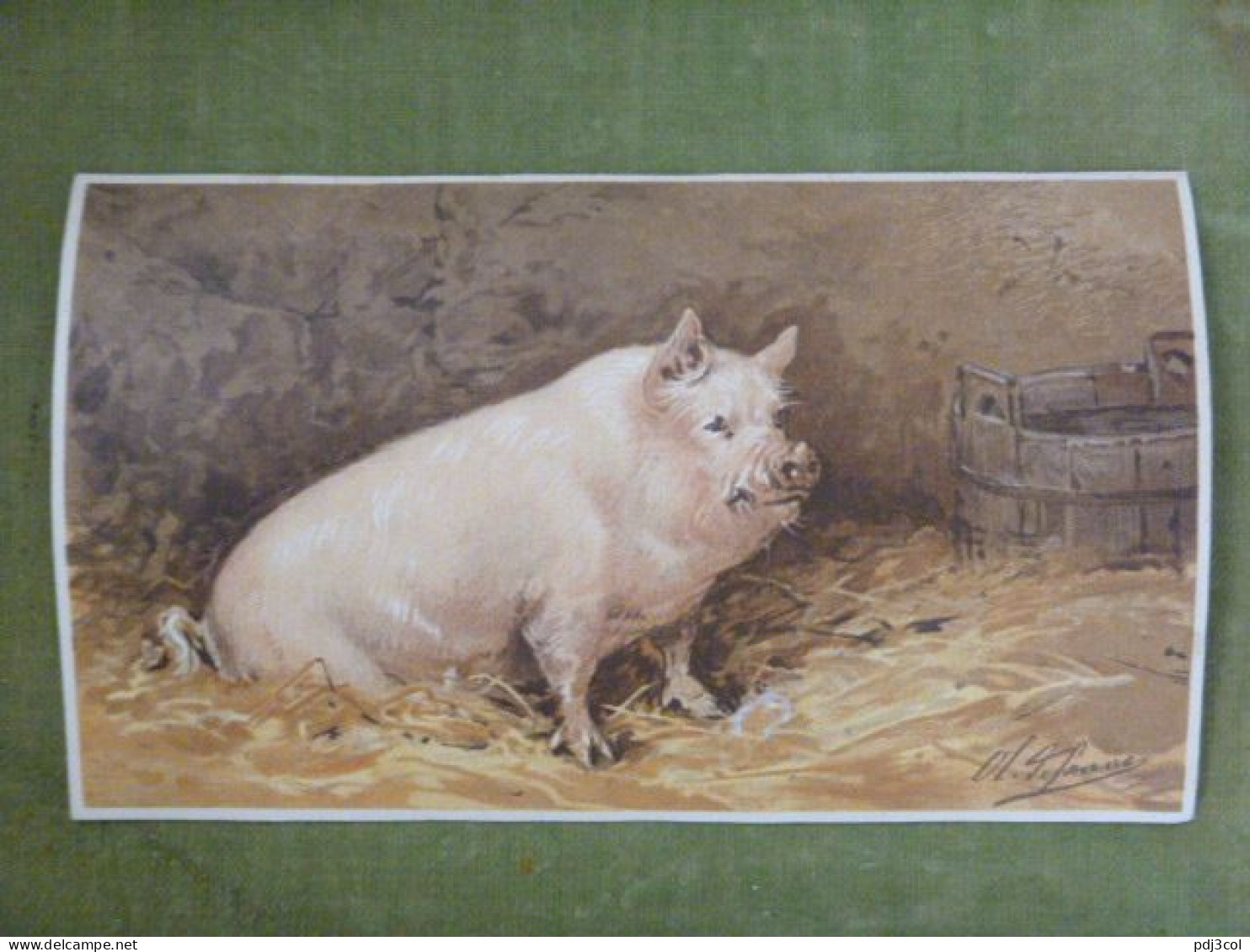 Grande Chromo Thème Animalier - Cochon - Illustration De Charles Olivier De Penne - Autres & Non Classés