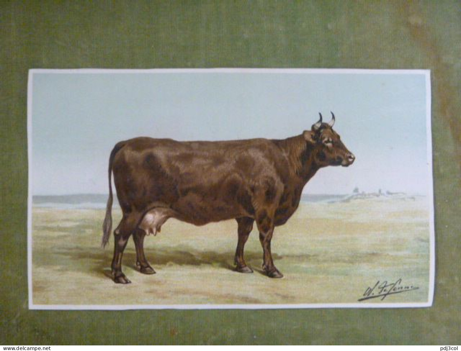 Grande Chromo Thème Animalier - Vache Au Pré - Illustration De Charles Olivier De Penne - Other & Unclassified