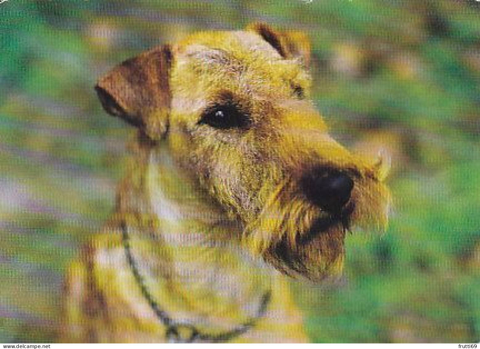 AK 210769 DOG / HUND - Irish-Terrier - Perros