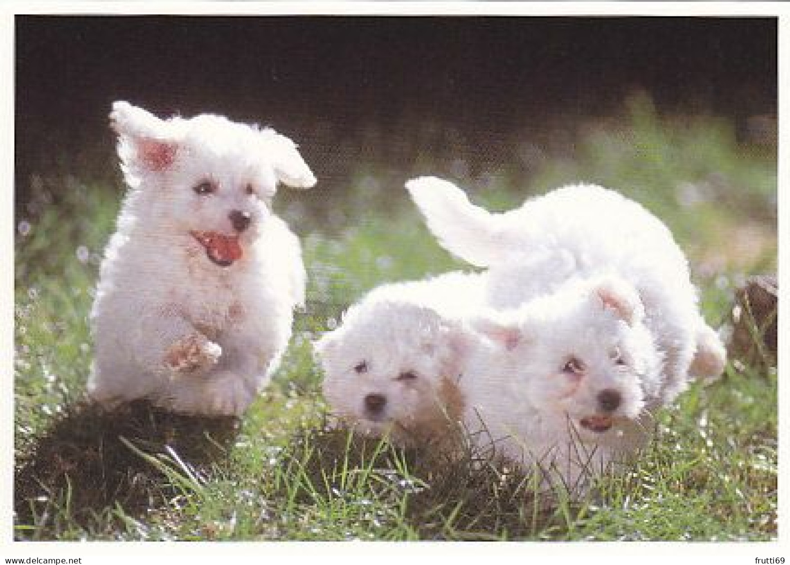 AK 210775 DOG / HUND - Bichon Frise - Honden