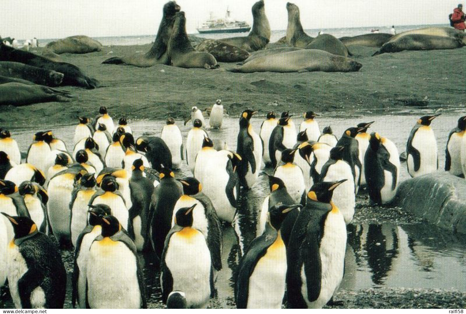 1 AK Antarctica / Antarktis * Pinguine In Der Bay Of Isles Auf Der Insel South Georgia * - Sonstige & Ohne Zuordnung