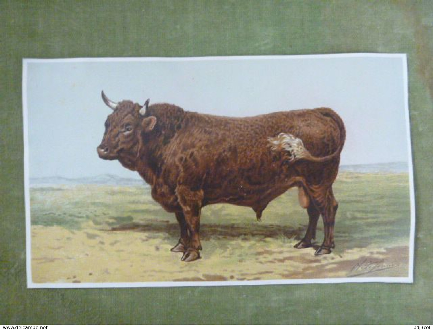 Grande Chromo Thème Animalier - Taureau Au Pré - Illustration De Charles Olivier De Penne - Autres & Non Classés