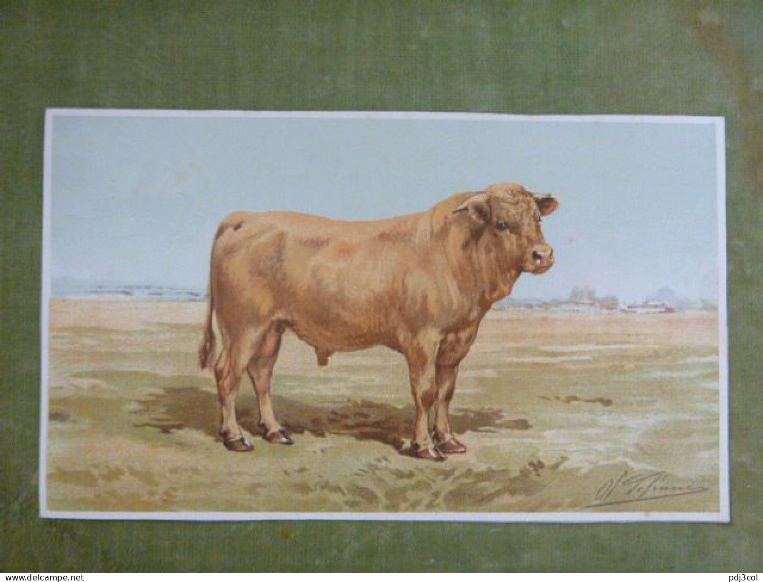 Grande Chromo Thème Animalier - Taureau Au Pré - Illustration De Charles Olivier De Penne - Autres & Non Classés