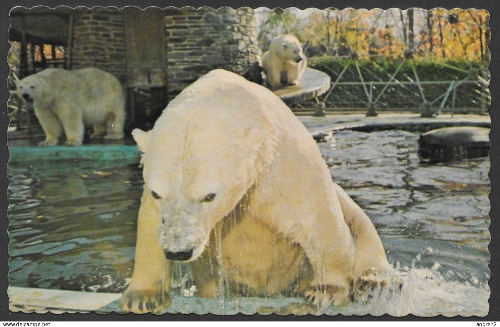 Granby  Québec - Zoo Granby - Ours Blancs - Polar Bears - Parc Zoologique De Granby No: 51803-C Par J.Bienvenue - Ours