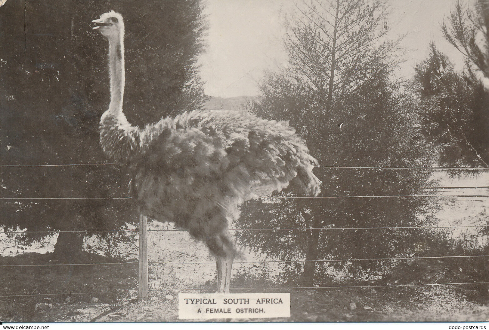 PC41987 Typical South Africa. A Female Ostrich. Hallis. B. Hopkins - Monde