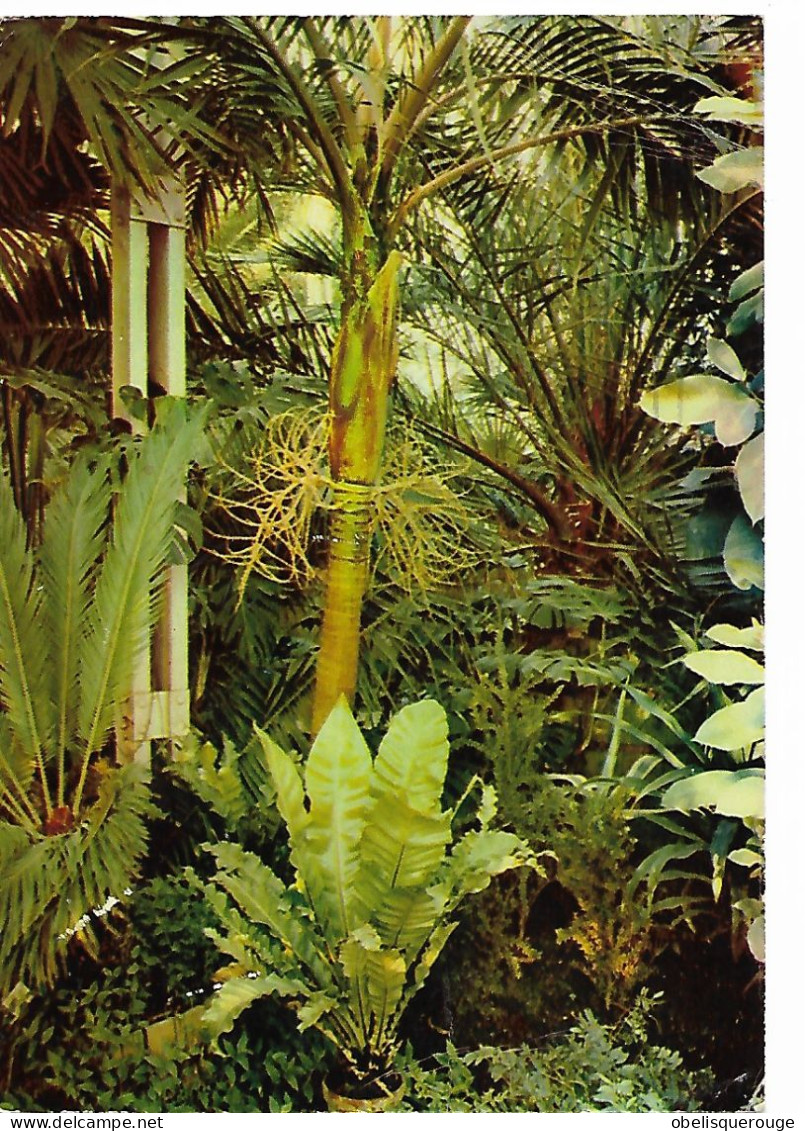 FLORA OLOMOUC EXPOSITION D HORTICULTURE PRAGUE 1968 TIMBRE SLOVAQUIE - Plantas Tóxicas
