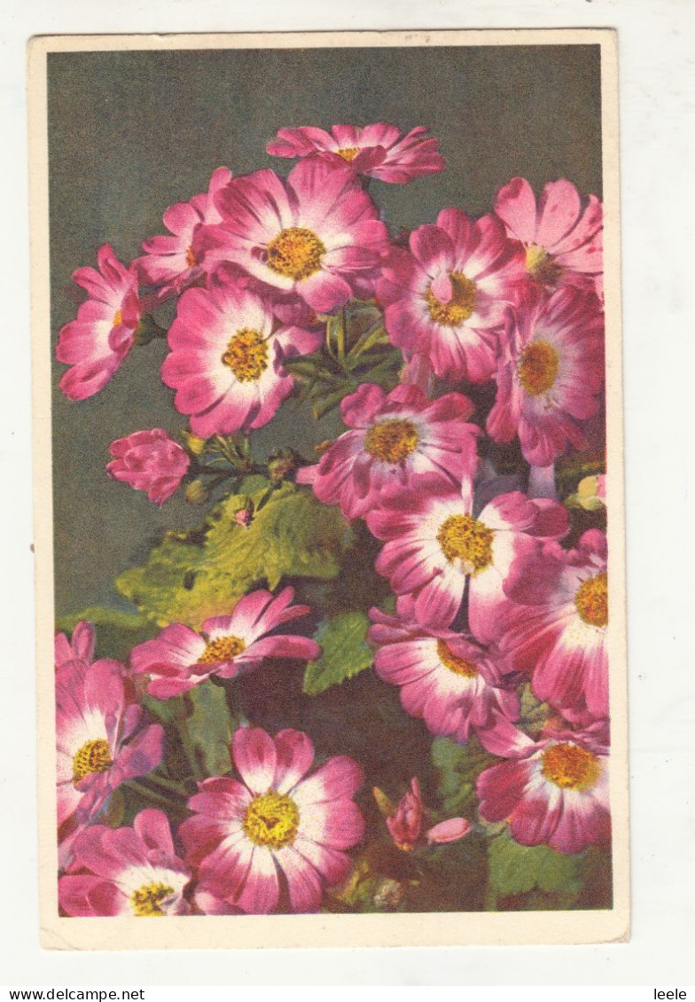 CM56.  Vintage Swiss Postcard. Flowers. Thor Gyger. Cineraria. - Flores