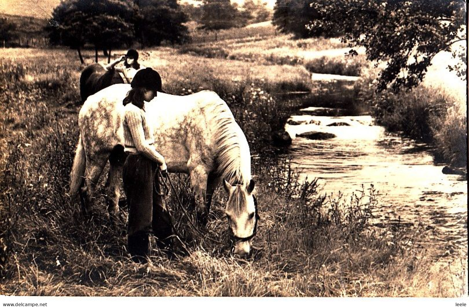 CM41. Vintage Postcard. Horses Grazing By A River. - Paarden