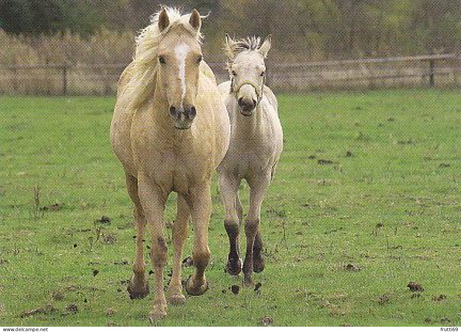 AK 210824 HORSE / PFERD - Paarden