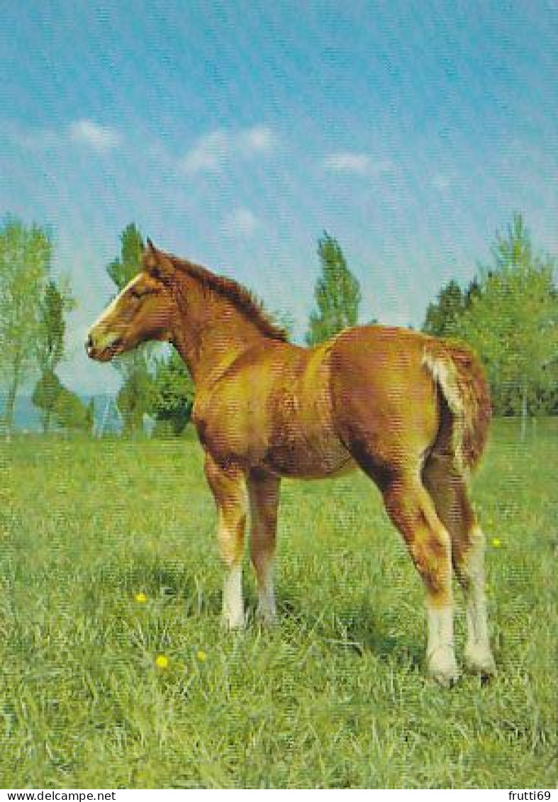 AK 210826 HORSE / PFERD - Paarden