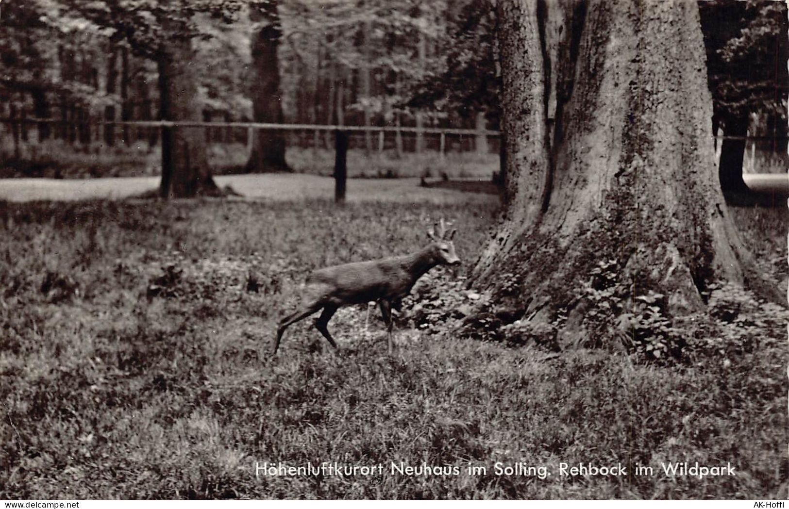 Neuhaus Im Solling - Rehbock Im Wildpark - Holzminden