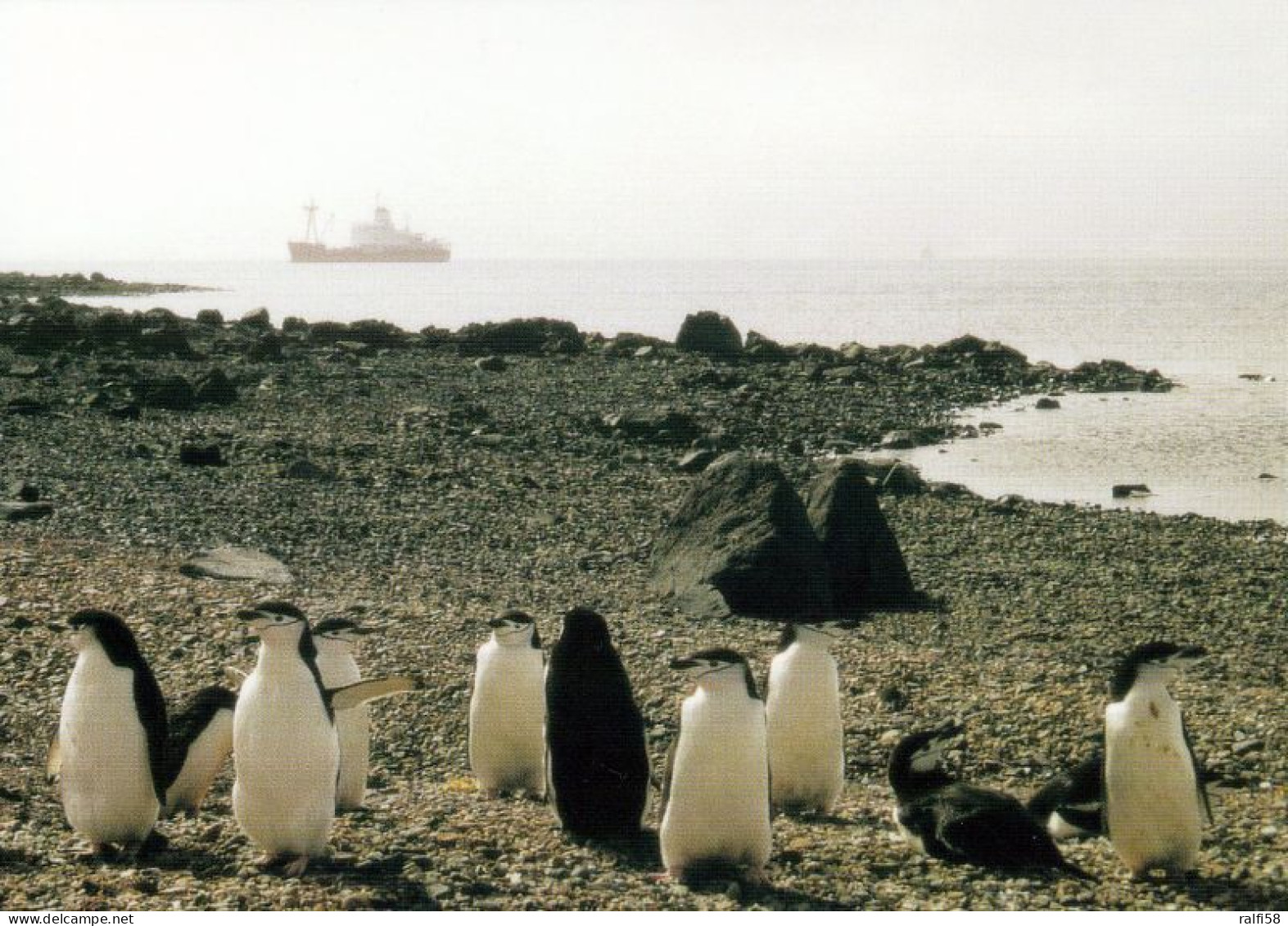 1 AK Antarctica / Antarktis * Icebreaker Enters Fildes Bay - King George Island - South Shetlands * - Sonstige & Ohne Zuordnung