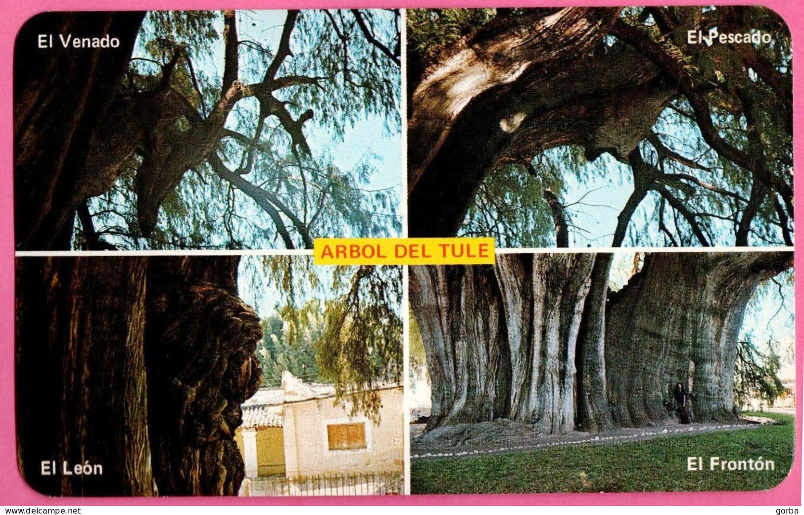 *CPM - MEXIQUE - TULE - L'Arbre Millénaire - Multivue - Mexico