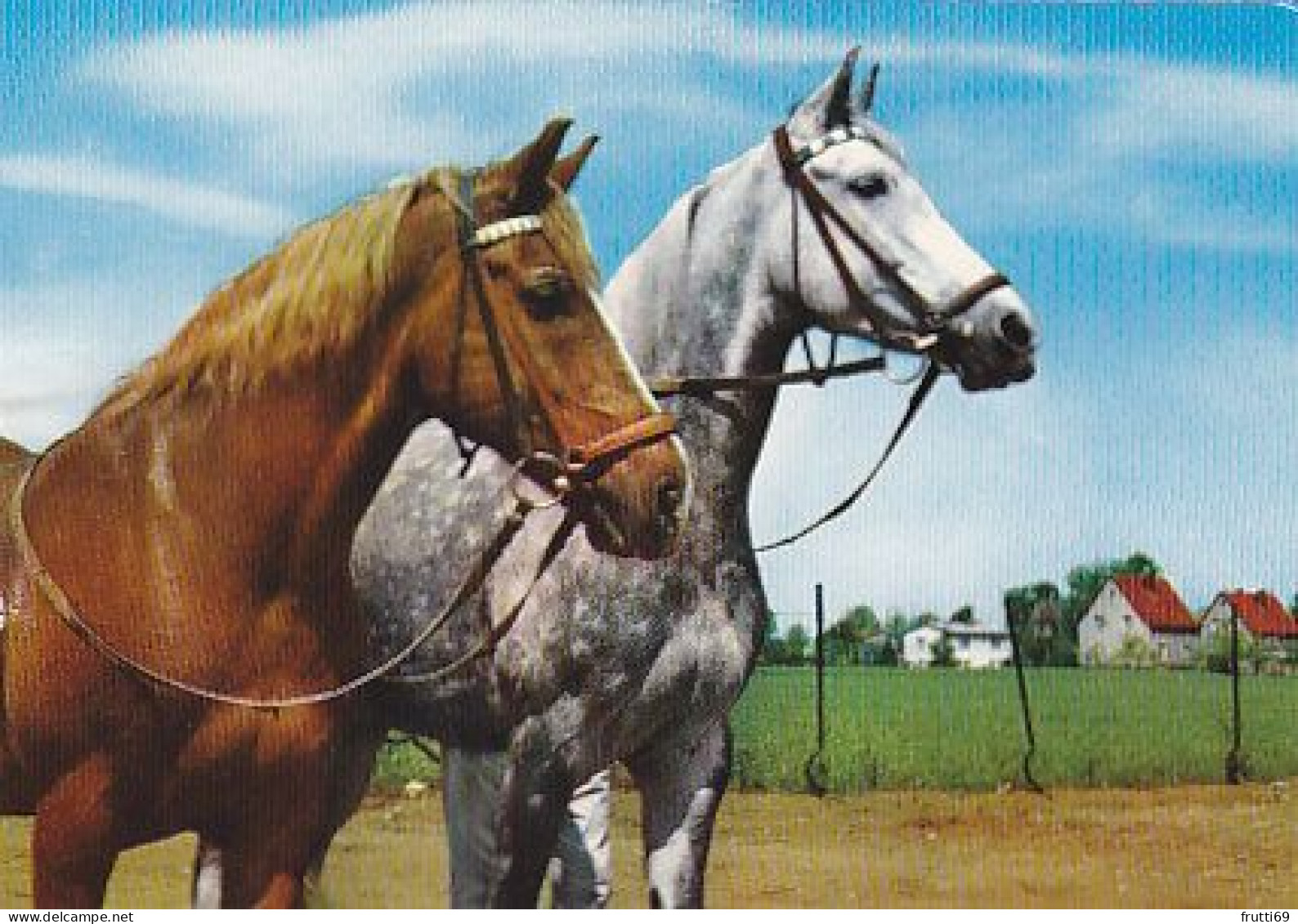 AK 210834 HORSE / PFERD - Paarden