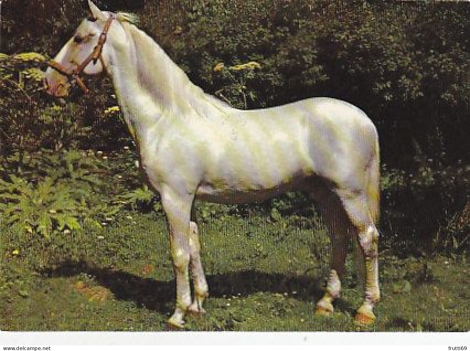 AK 210835 HORSE / PFERD - Horses