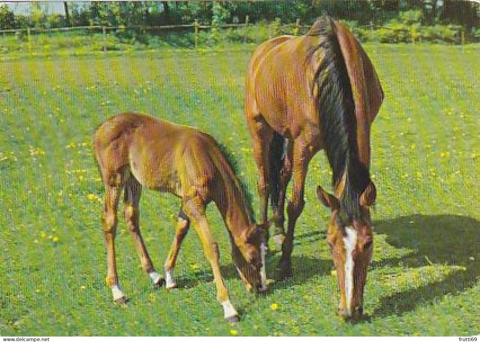 AK 210838 HORSE / PFERD - Paarden