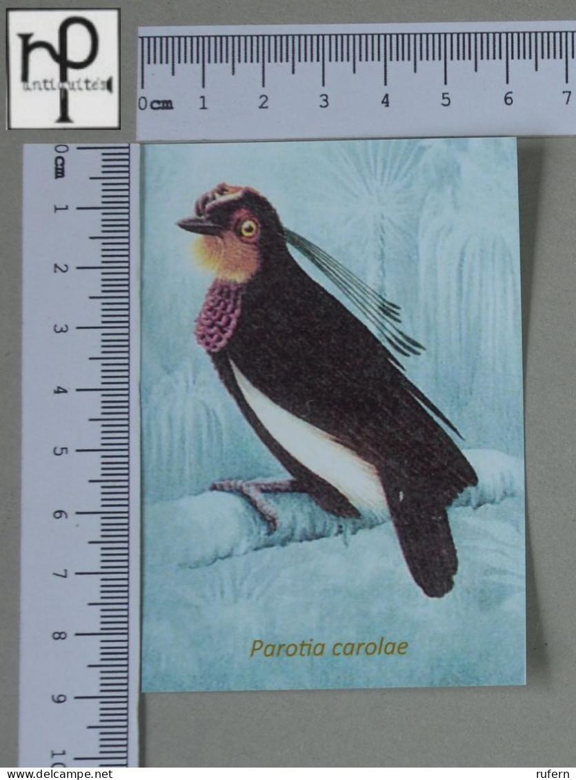 CALENDARS  - BIRDS OF PARADISE - 2024 - 2 SCANS  - (Nº58776) - Kleinformat : 2001-...