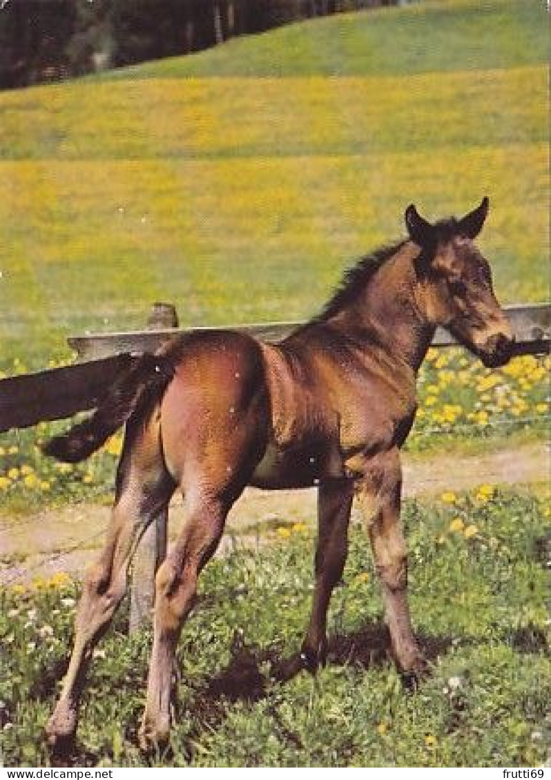 AK 210843 HORSE / PFERD - Chevaux