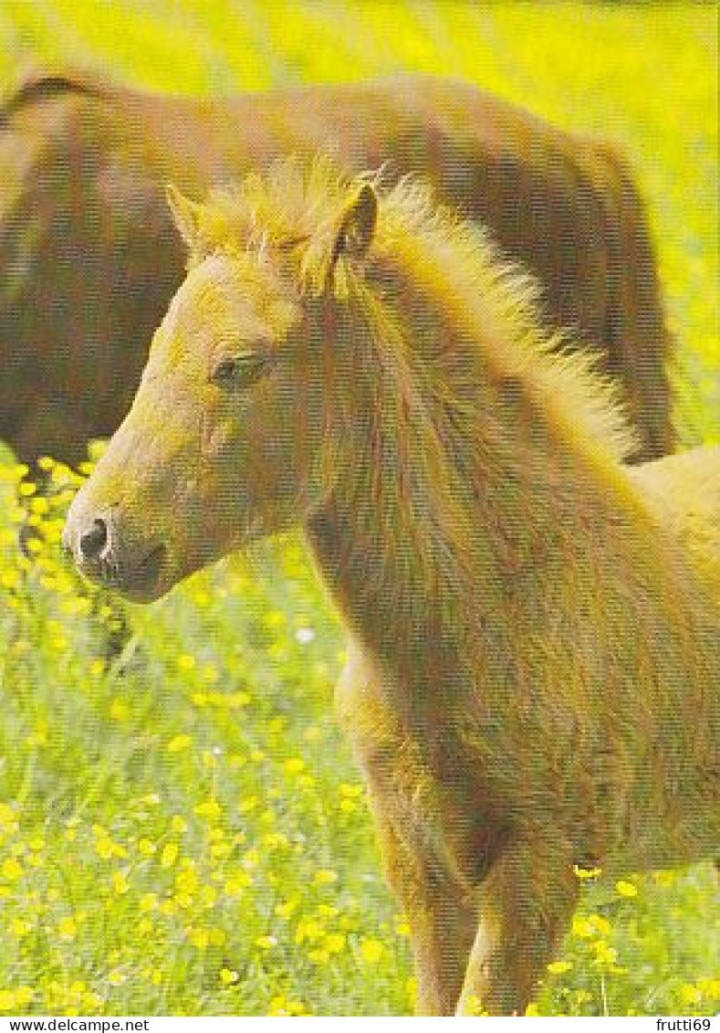 AK 210844 HORSE / PFERD - Islandponyfohlen - Chevaux