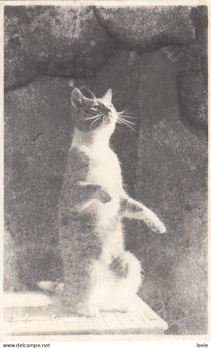 CN22.  Postcard. Begging Cat. - Gatos