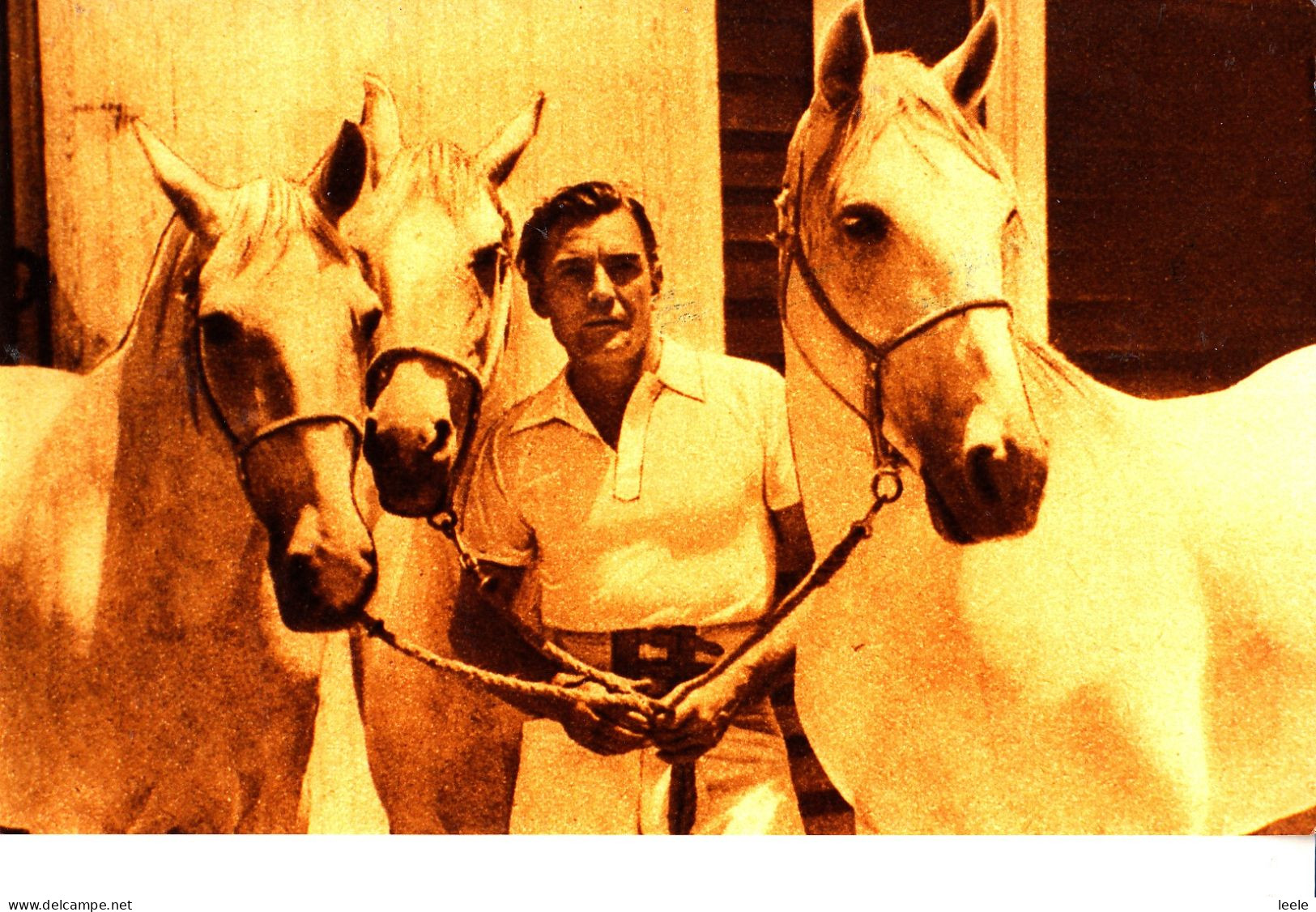 CN34. Photograph. Man With Three White Horses. - Paarden