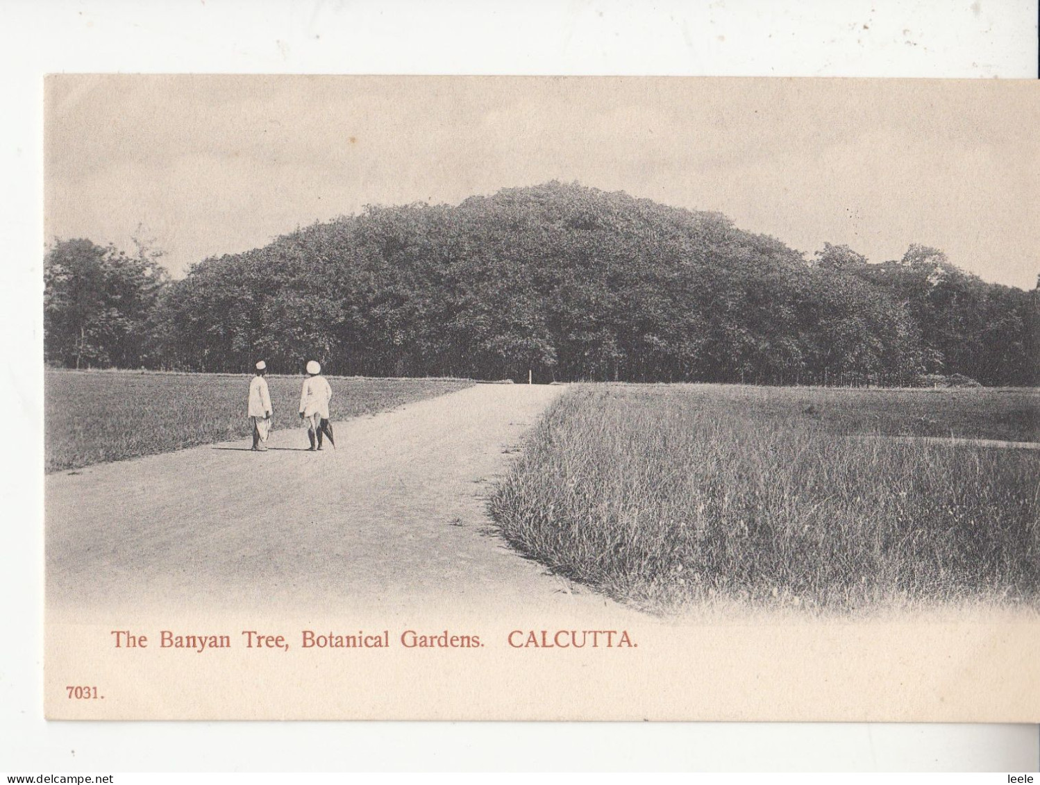 CN07. Vintage Undivided Postcard. The Banyan Tree, Botanical Gardens. India. - Indien
