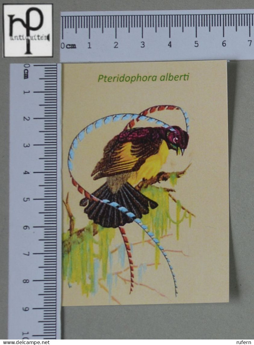 CALENDARS  - BIRDS OF PARADISE - 2024 - 2 SCANS  - (Nº58788) - Small : 2001-...