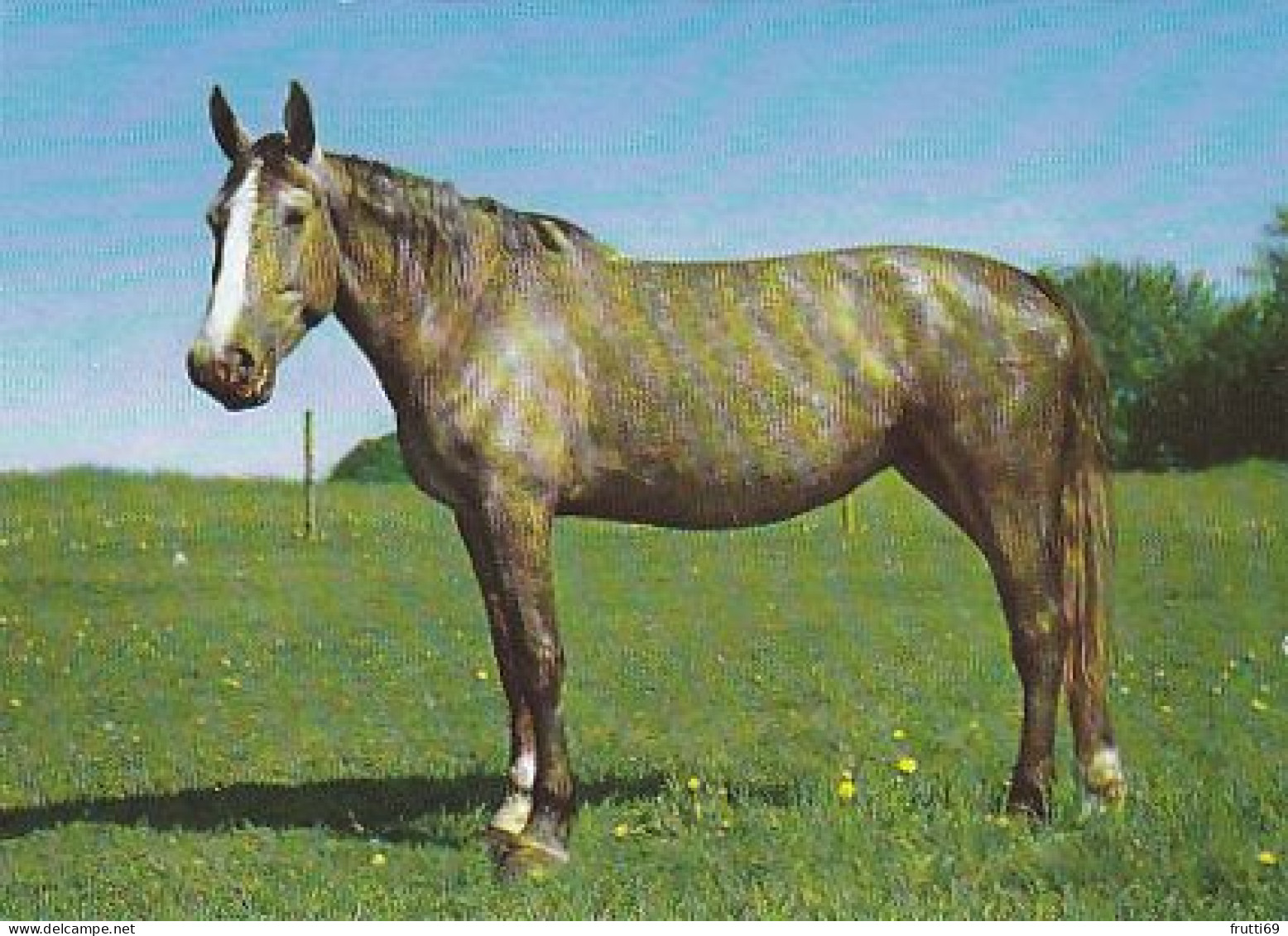 AK 210847 HORSE / PFERD - Chevaux