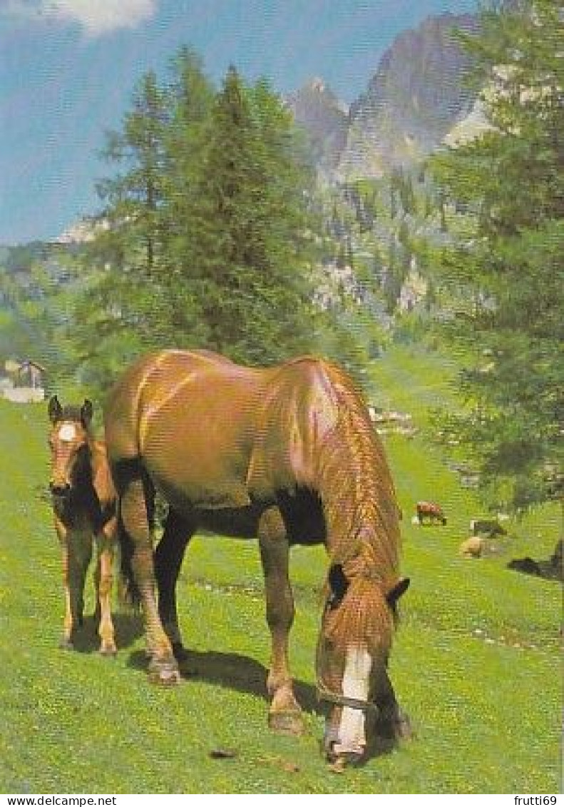 AK 210848 HORSE / PFERD - Chevaux